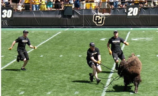10 Fun And Rewarding Things For Buffs Fans To Do After Missing Bowl Game 2 Ralphie The Buffalo